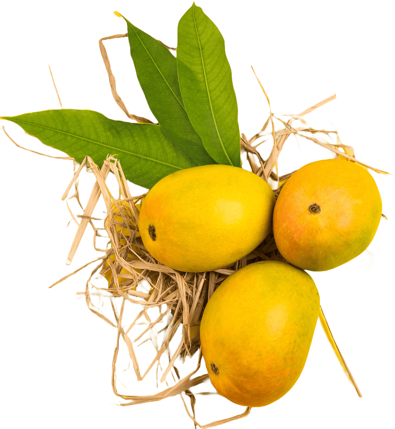 mobile app, laptop app, desktop app